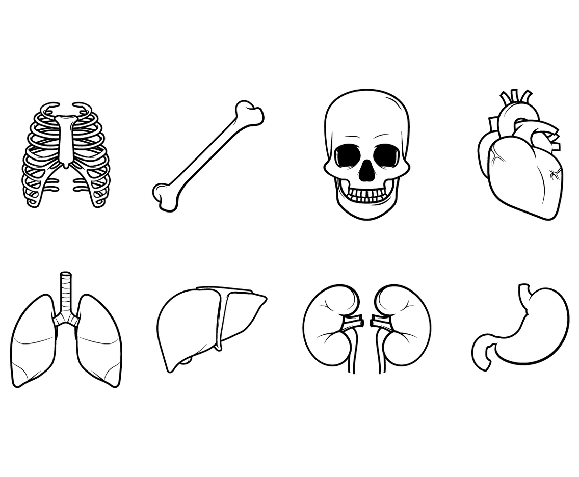 Free Human Internal Organs Vector