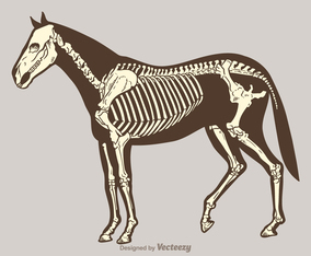 Free Vector Horse Skeleton