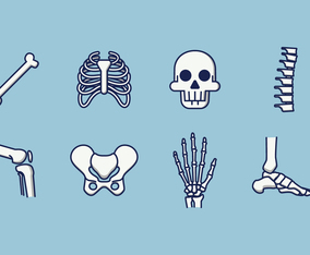 Free Human Skeleton Vector