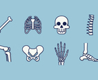 Free Human Skeleton Vector