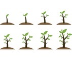Free Grow Up Plant Icons