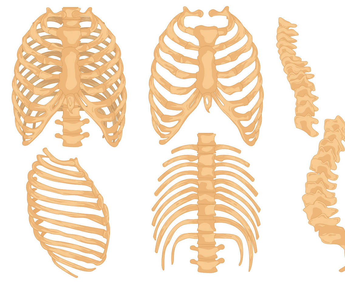 Rib Cage Vector Set
