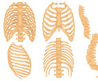 Rib Cage Vector Set