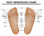 Foot Reflexology Chart