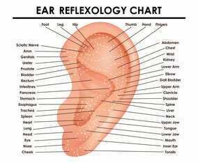 Ear Reflexology Chart