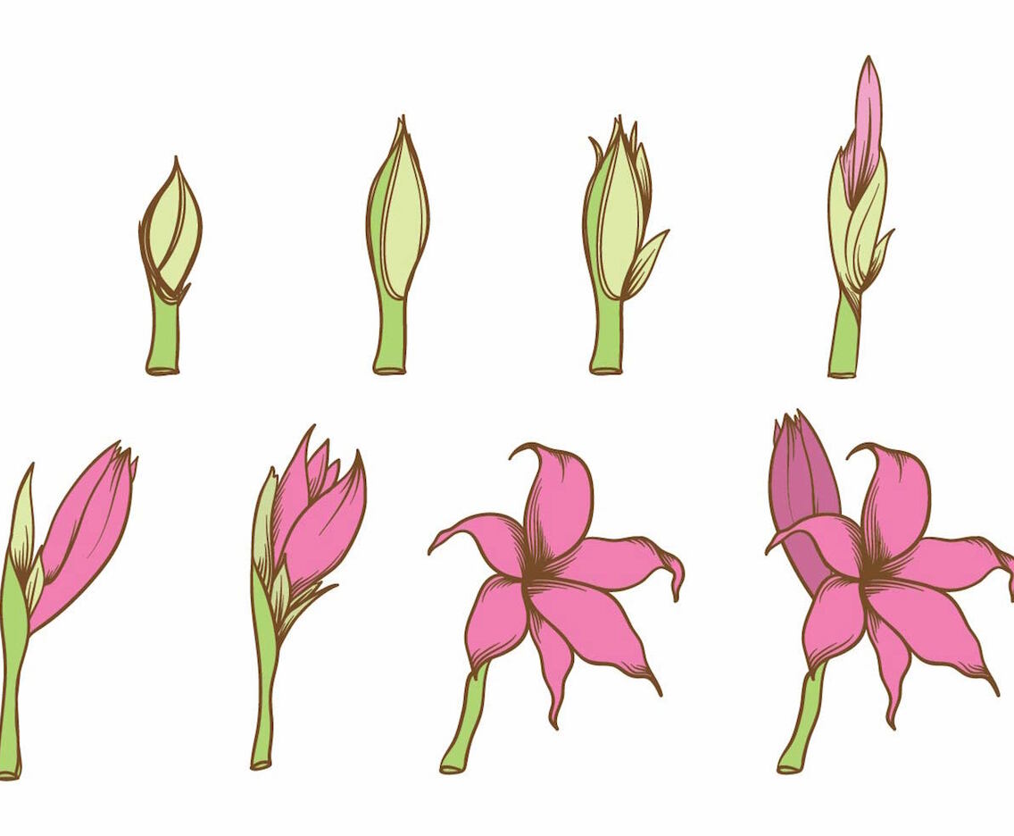 Grow Up Flower Plant Set