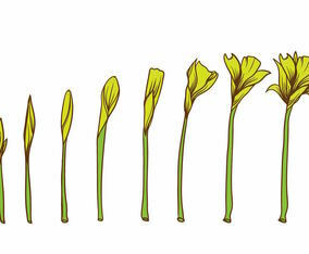 Yellow Flower Grow Up Plant Set