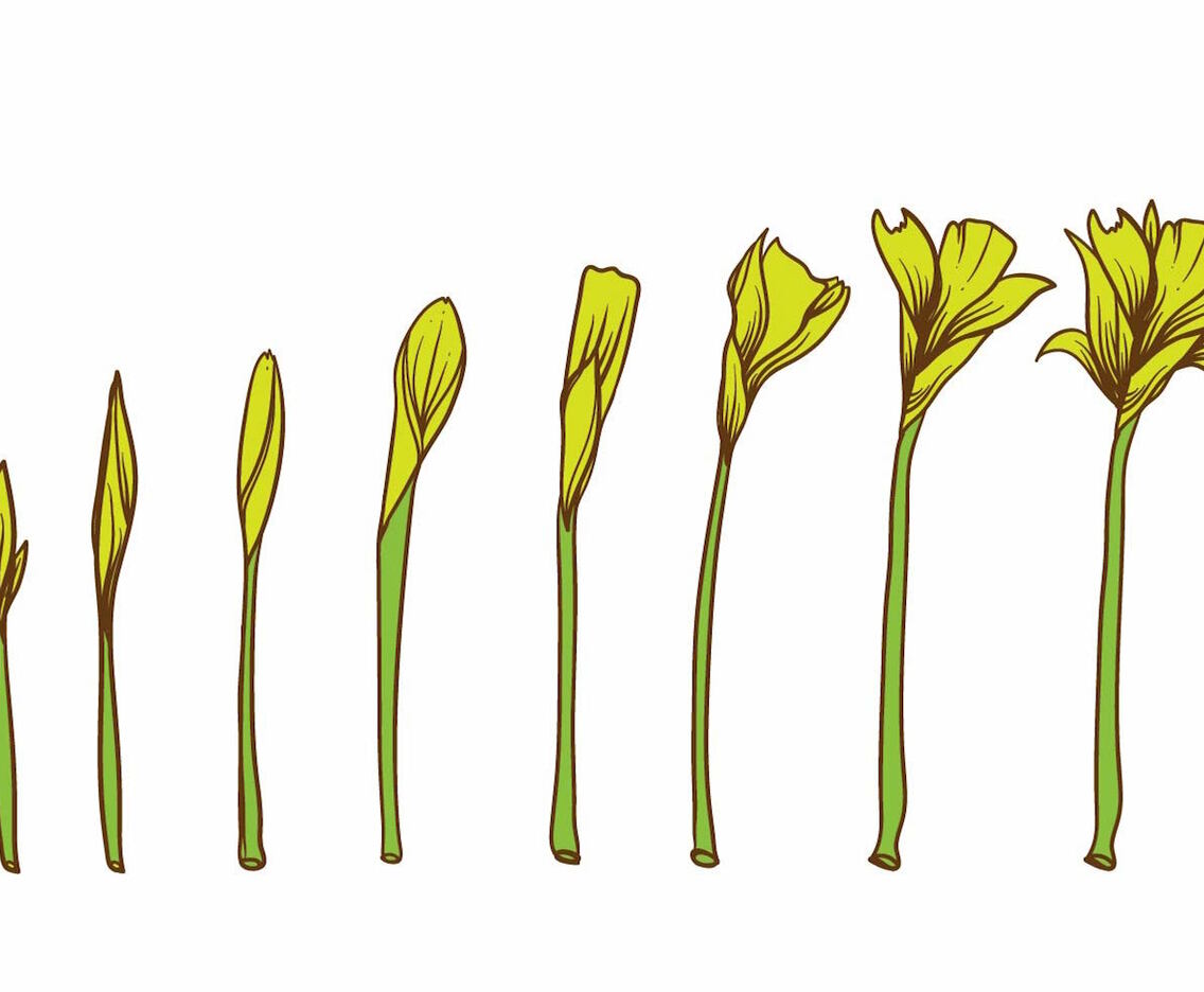 Yellow Flower Grow Up Plant Set