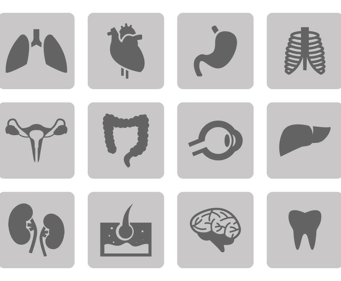 Free Organ Icons Vector