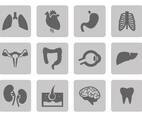 Free Organ Icons Vector