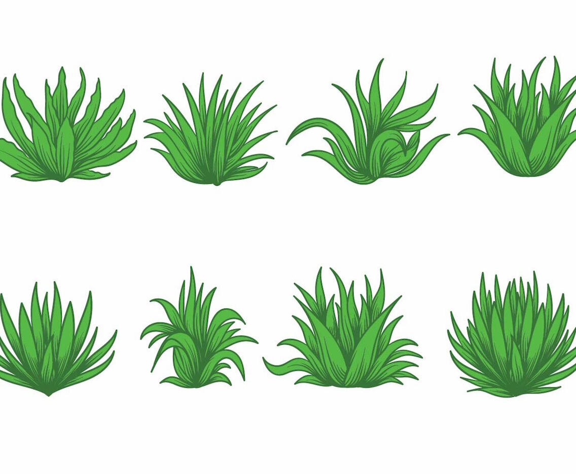 Maguey Vector Set
