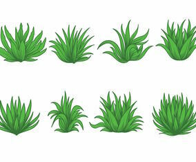 Maguey Vector Set