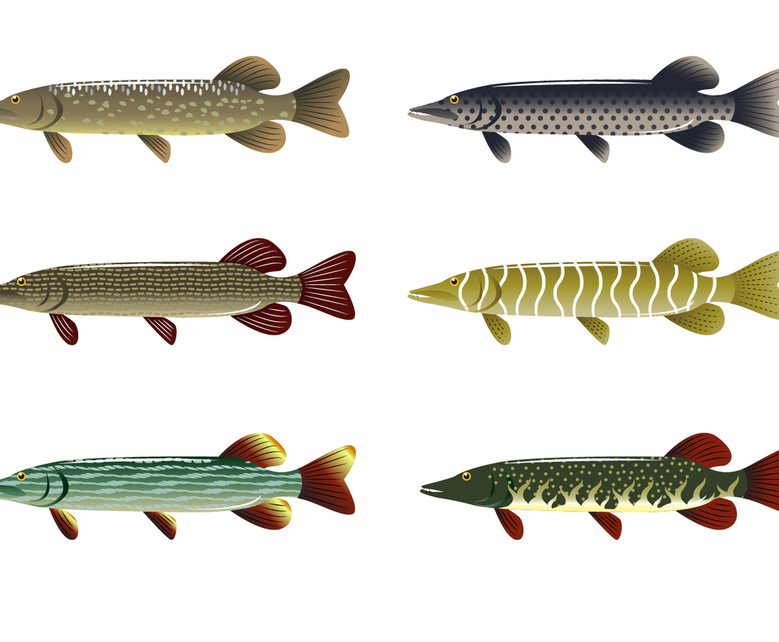 Free Pike Vector
