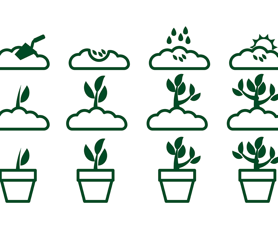 Grow Up Plant Icon Vector 2