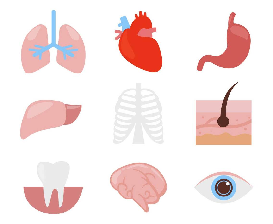 Free Human Organ Body Parts Icons Vector