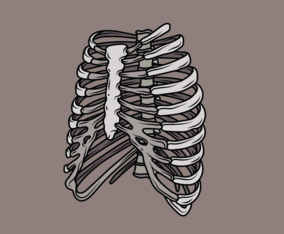 Ribcage Illustration