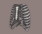 Ribcage Illustration