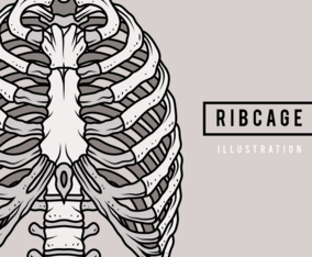 Ribcage Illustration
