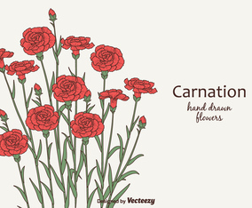Free Vector Carnation Flowers