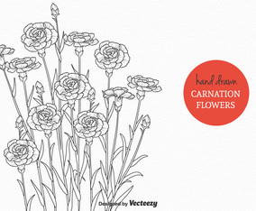 Free Carnation Flowers Vector Illustration