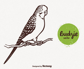 Free Budgie Vector Illustration