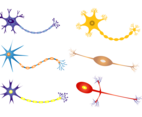 Free Neuron Vector