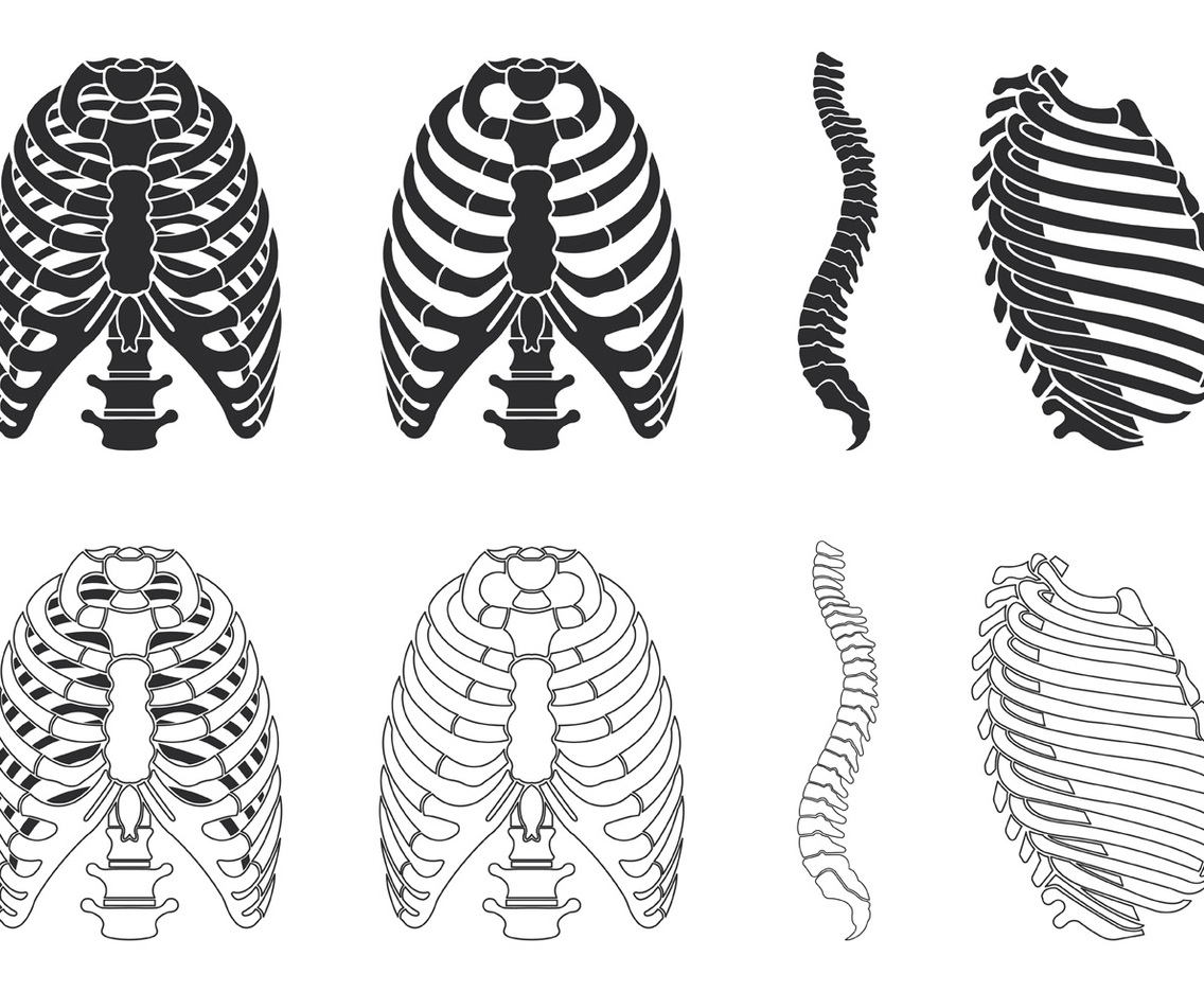 Ribcage Vector