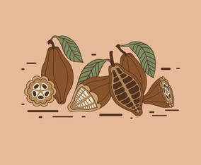 Cocoa Beans Vector