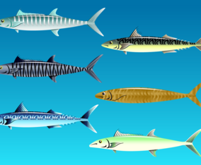 Free Mackarel Vector