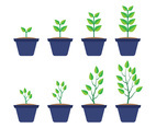 Grow Up Plant Vector
