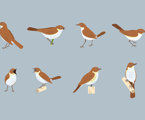 Free Nightingale Vector