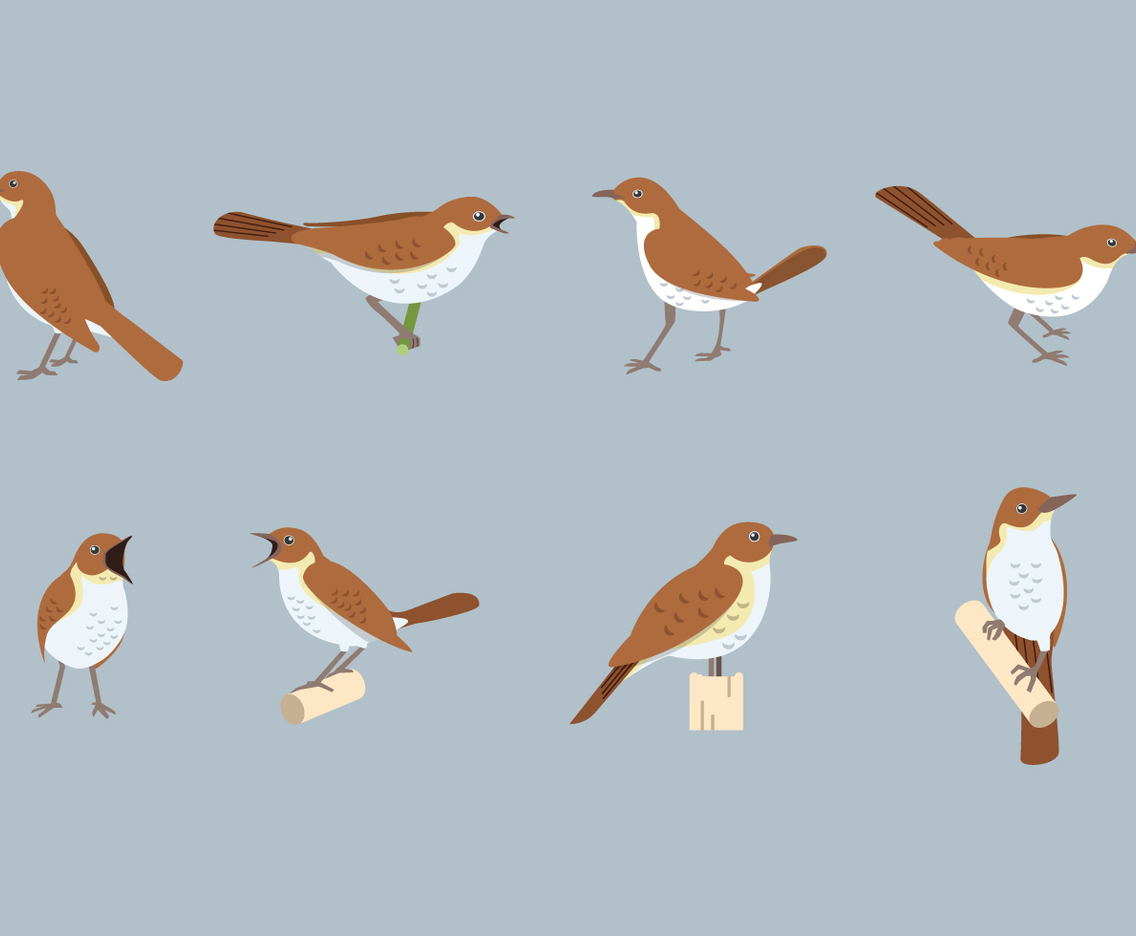 Free Nightingale Vector