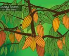 Cocoa Beans on the Tree Vector