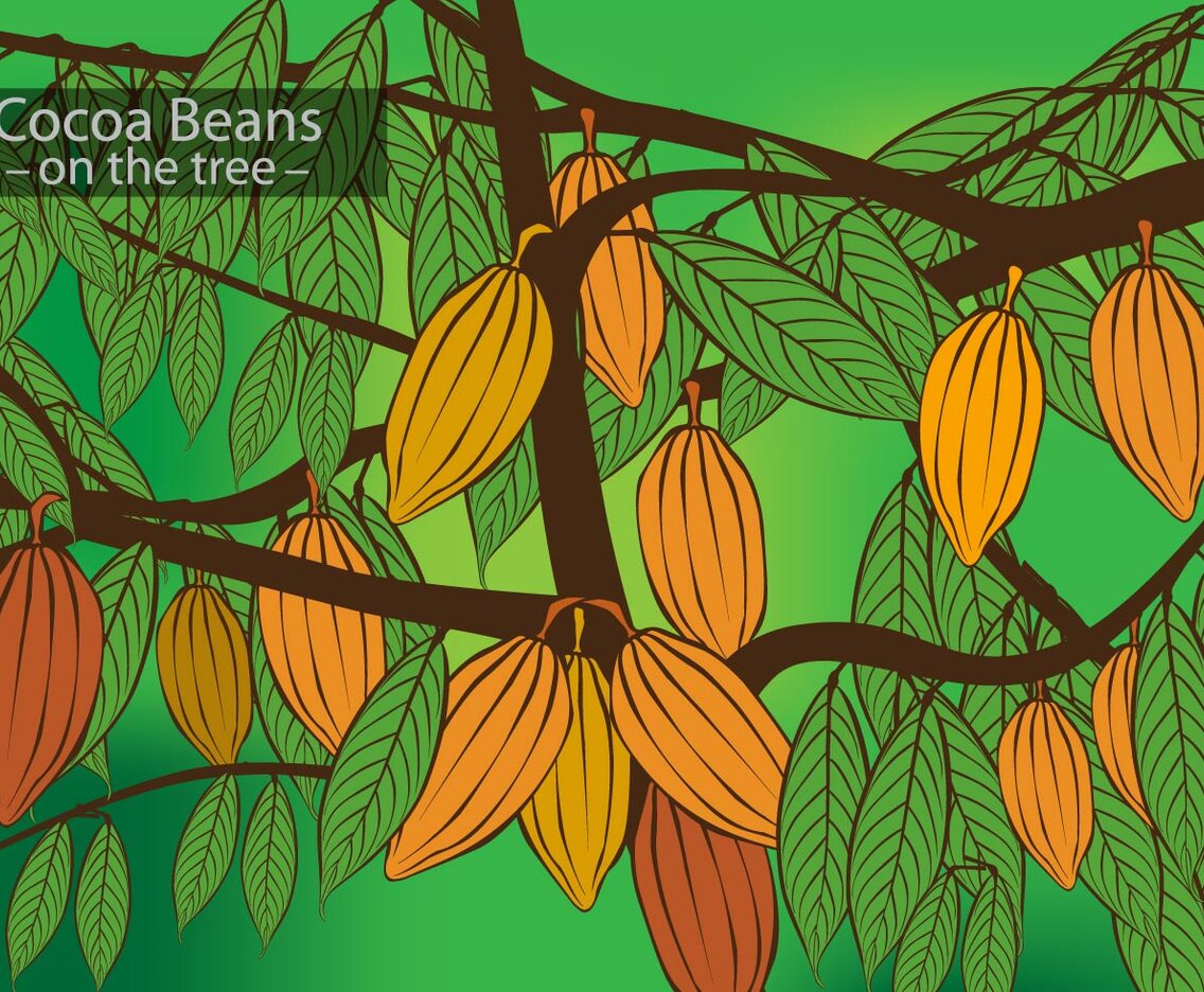 Cocoa Beans on the Tree Vector