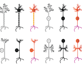Set Of Neuron Vector