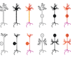 Set Of Neuron Vector