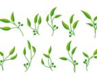 Eucalyptus Vector