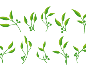 Eucalyptus Vector