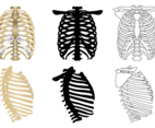 Free Ribcage Vector