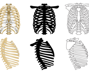 Free Ribcage Vector