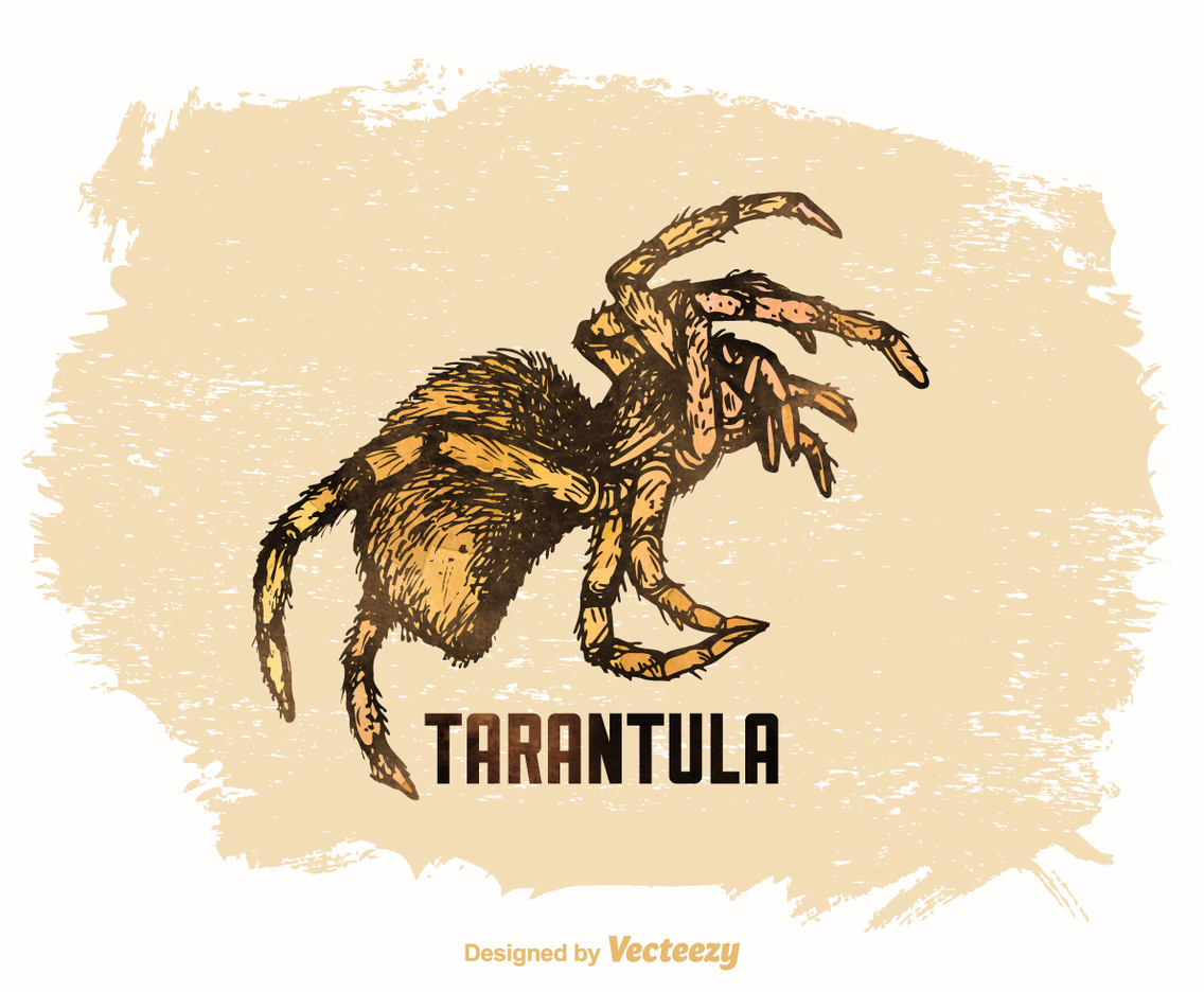 Free Vector Drawn Tarantula
