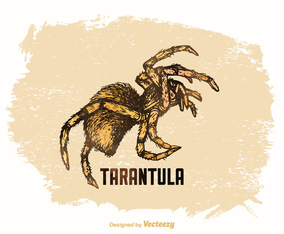 Free Vector Drawn Tarantula