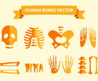 Human Bones Vector