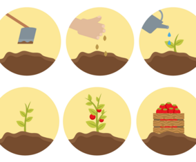 Free Plant Life Cycle Vector