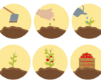 Free Plant Life Cycle Vector