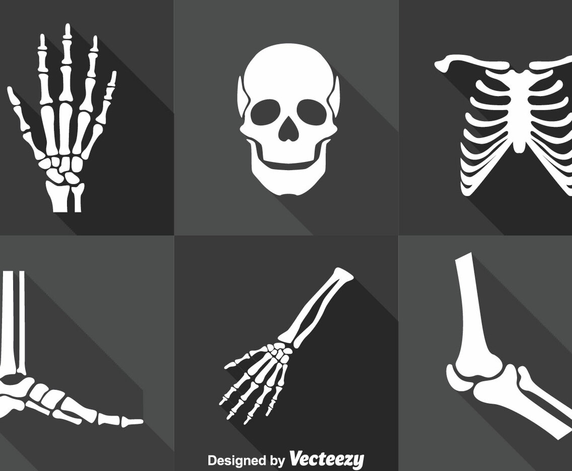 Human Skeleton Vector Set