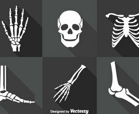 Human Skeleton Vector Set
