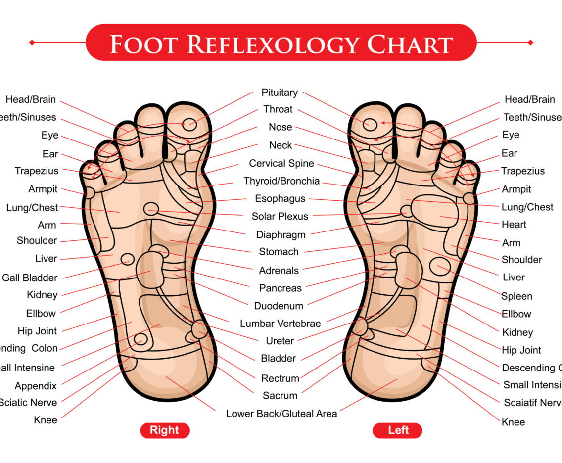 Foot Reflexology Chart Vector