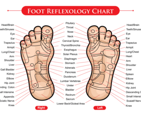 Foot Reflexology Chart Vector