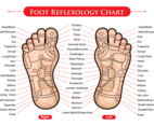 Foot Reflexology Chart Vector